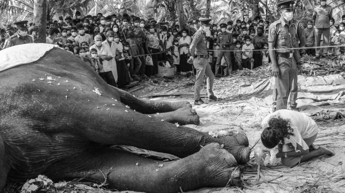 srilankan elephant dies