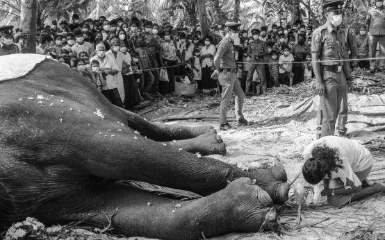 srilankan elephant dies